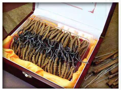 乐东冬虫夏草回收